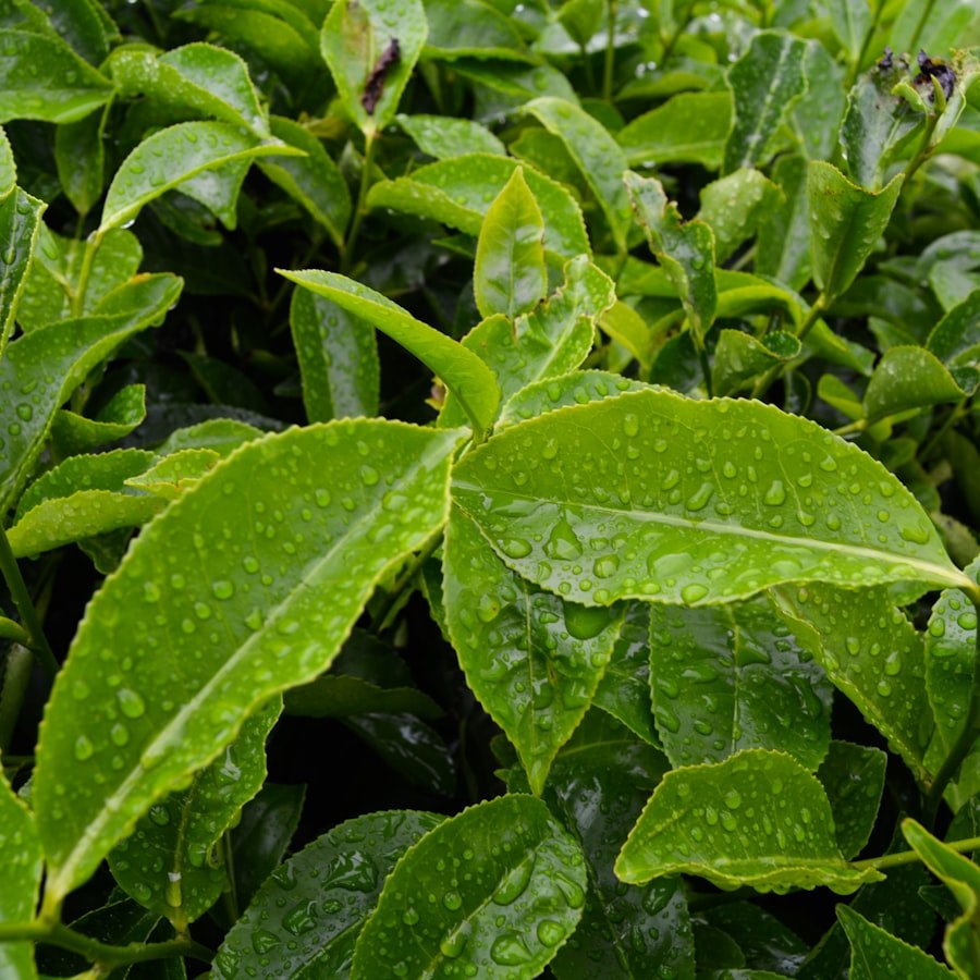 Hojas verdes con gotas de agua, primer plano